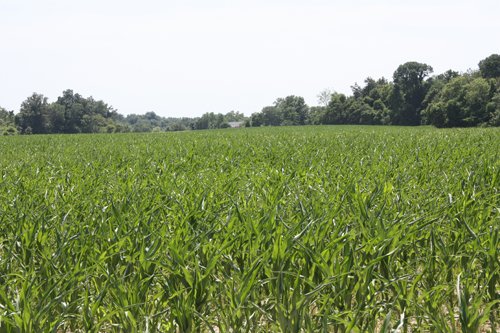 Property photo 8 - AUCTION POSTPONED